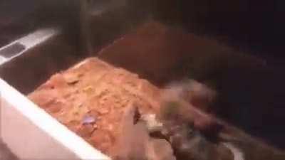 AuthRight becomes a Lizard