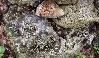 These shrooms are kicking in qquuiiiiicccccckkkkkkkkk.....