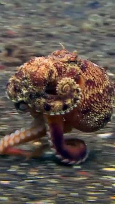 🔥 Running Octopus 🔥