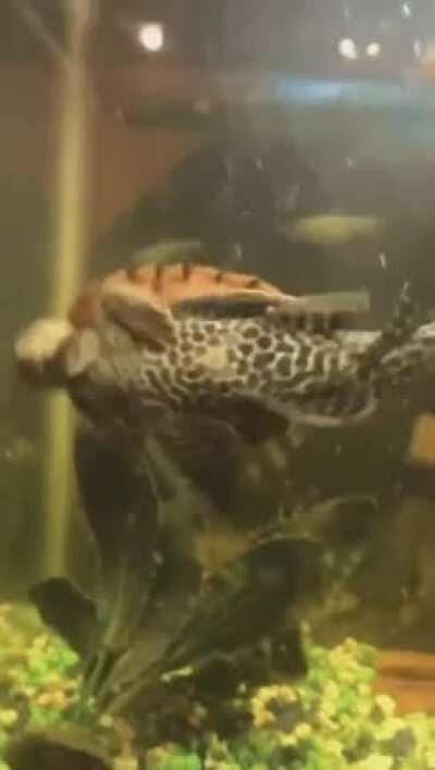 dam fish and turtle players really angry at each other.