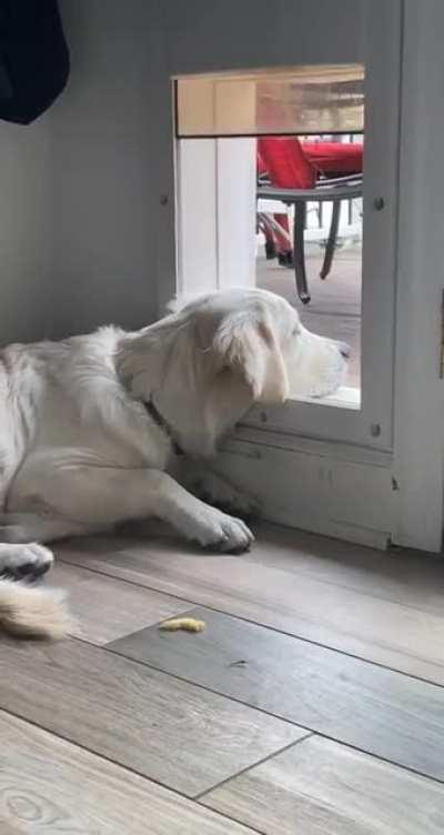 He had to resolve to automated head pats