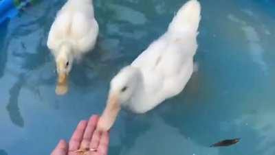 If you don’t like this you hate ducks and are a cunt