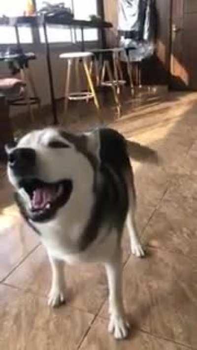 Food tantrums and phone crash, boom, bang. Watch till the end.!!