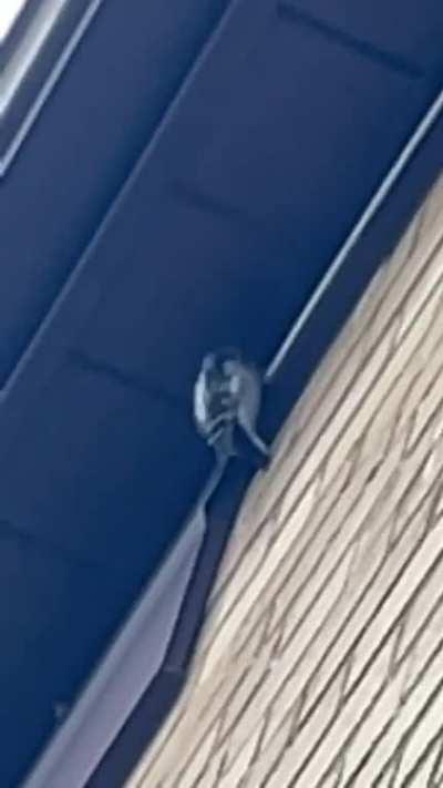 Good morning Toronto! This woodpecker wanted to make sure I did NOT sleep-in today.