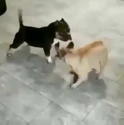 Cutest yet funniest doggos meeting Ever 🐶❤️😂 - Do You Agree?