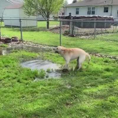 I want to be as happy as this precious puddle dancer.