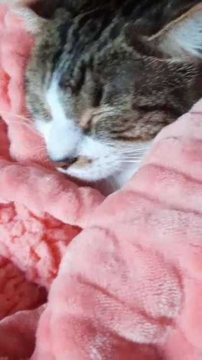 Solamente mi gatito :D <3