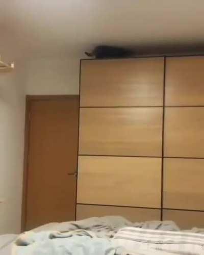 Playing Ball Fetch with cat