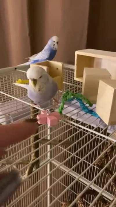 My budgie Perry has taken a liking to some of my conure’s toys...