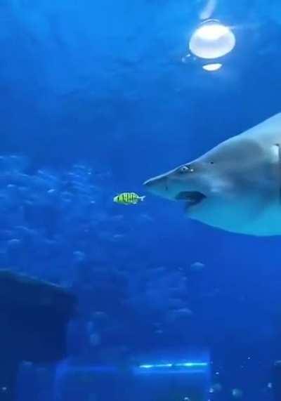 The most feared predator of the ocean.