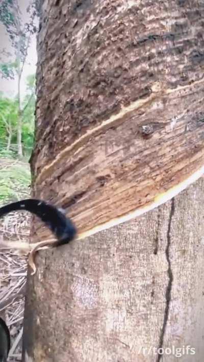 Tapping rubber trees to collect latex