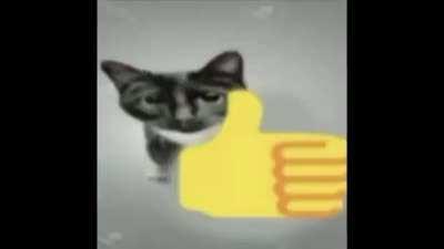 🐱👍//🖕😾