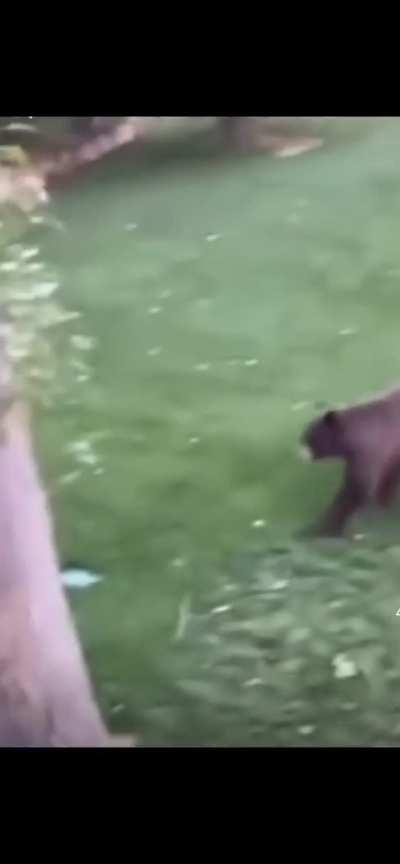 More bear videos I unrightfully stole.