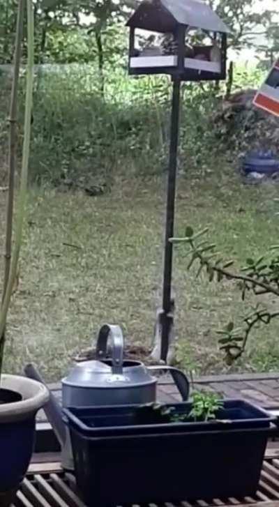 My dad used vaseline to protect the bird food...