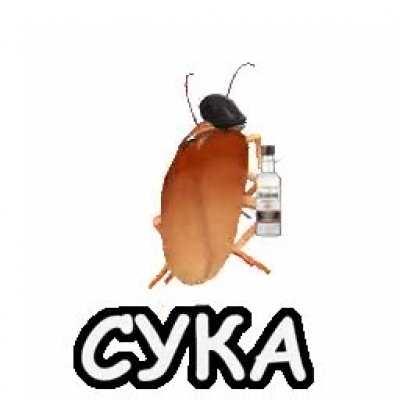 СУКАROACH