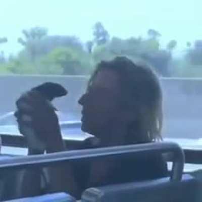 ratatouille uncut edition