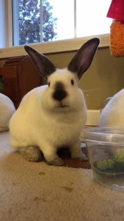 I don’t always nom, but when I do, I nom nom.