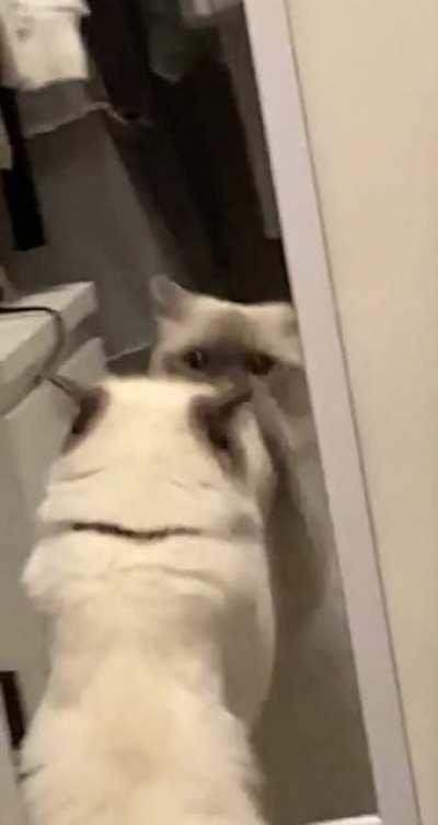 I was woken up by this cute little devil doing this at 6:30am!!