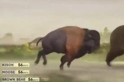 Animal speed comparison