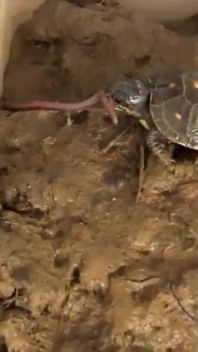 He thought he'd found a delicious worm, got more than he bargained for.