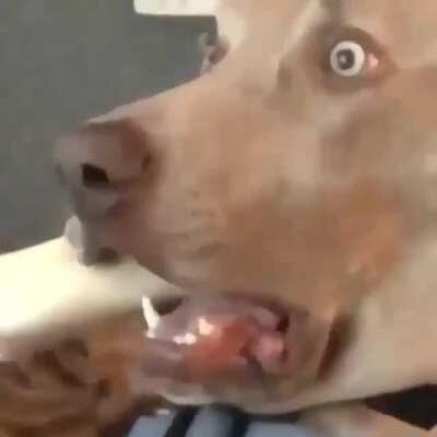 Funny Dog Video 😂😂😂