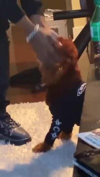 He's blonde again, from @capodte's story