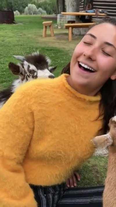 Goat has an existential crisis (sound on)