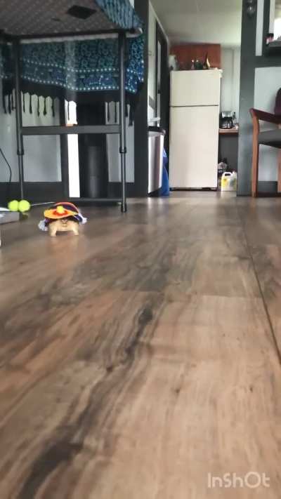 My mexican turtle... ¡Ándale! 😂
