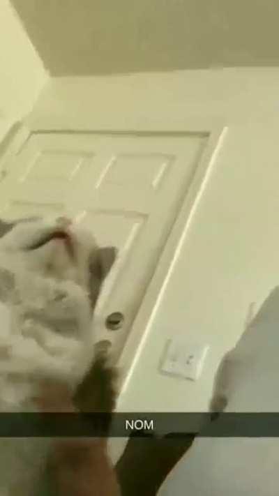 This is Chunk, he WILL get his pets