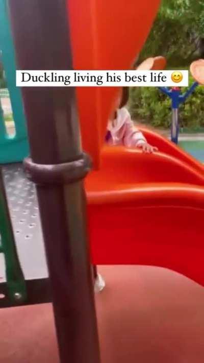 Duckling just living his best life 