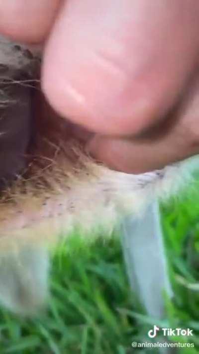 Baby kangaroo drinking milk inside mom’s pouch