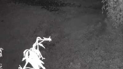 Mom and baby porcupine? VT mountain 1:30AM