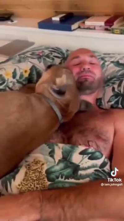 There are no cougars in the bedroom