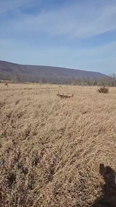 Irish setter doing her thing!