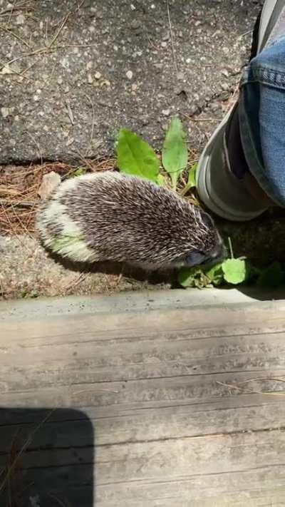Sullys first time outside!