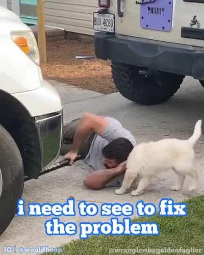 let the pawfessional give it a go