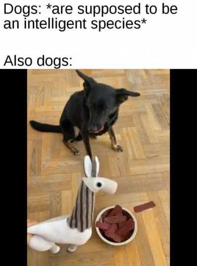 He got tricked by the hooman.