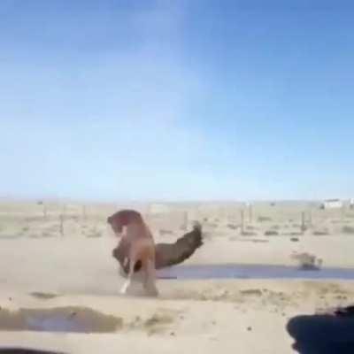 Horse tussle. Horse choke slam.