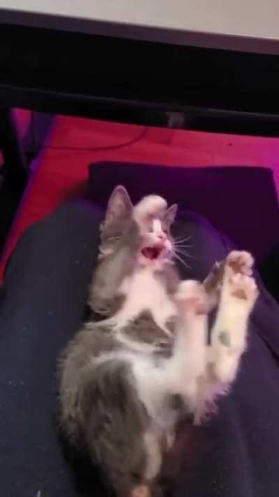 😸̔ㅤㅤㅤㅤㅤㅤ