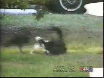 Crow feeds and befriends stray kitten, couple films the unlikely pair's friendship for over 8 months