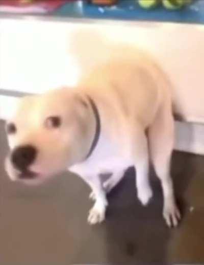 I think he is trying to scratch his ass