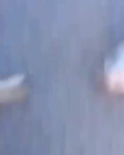 Who says animals don’t have feelings? He found this rabbit mourning on the dead body of its mate