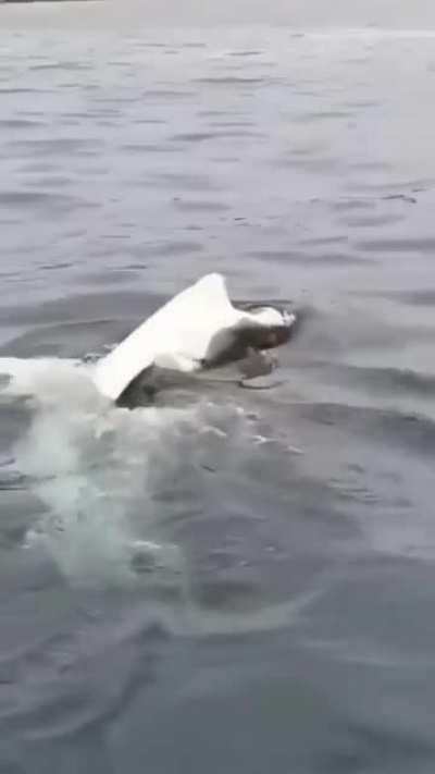 🔥 The Great White Derp