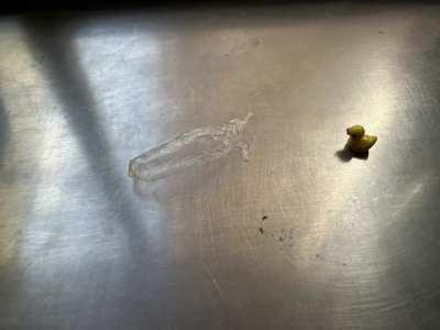 Fate of the ducklings