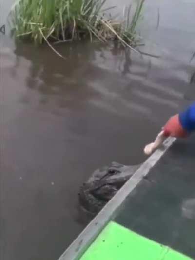 How to feed the crocodile