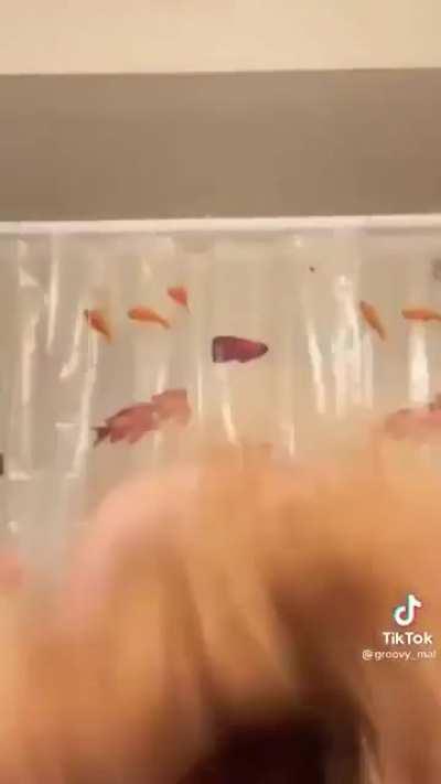 Gimme a head with hair Long, beautiful hair Shining, gleaming Streaming, flaxen, waxen….Hair