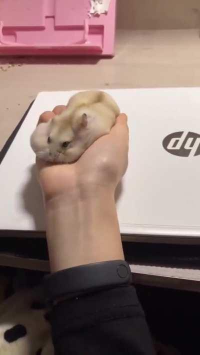 This squishy stress ball :3