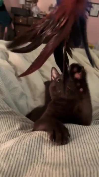 Very mindful, very demeowr, very cutesy 