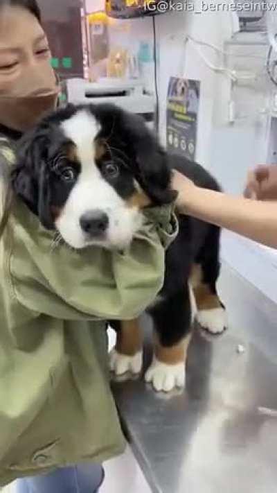 Brave Puppy Gets a Vaccine... and his Face haha