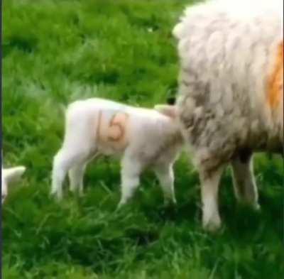 Wtf mom (🎧⚠️)